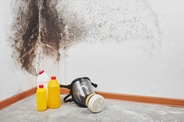 Reliable Fairview, CA Mold Remediation Solutions