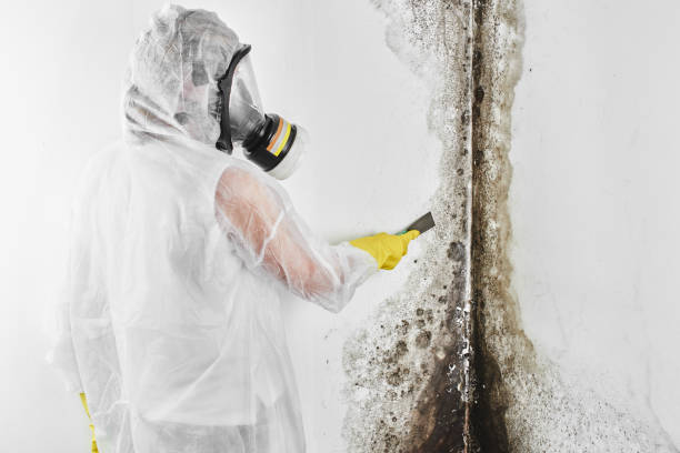 Best Mold Remediation for Specific Building Types in Fairview, CA
