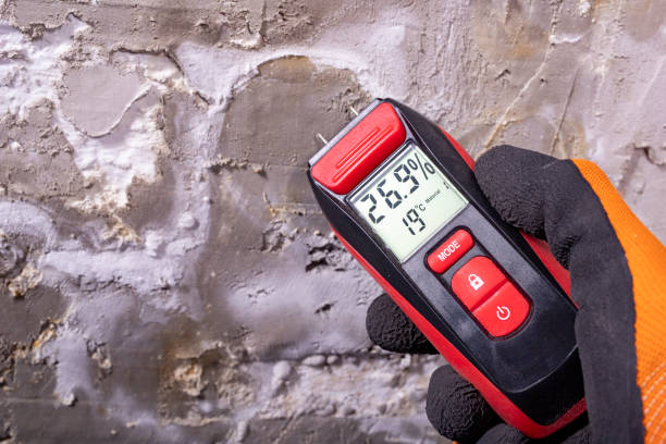 Best Commercial Mold Remediation in Fairview, CA