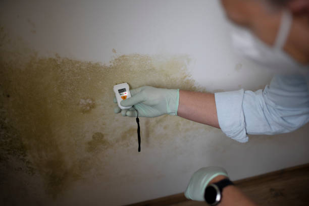 Best DIY Mold Remediation Support Services in Fairview, CA