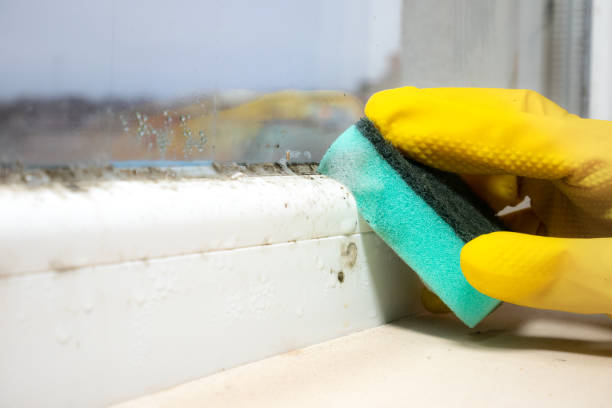 Best Localized Mold Remediation (e.g., coastal areas, humid climates) in Fairview, CA