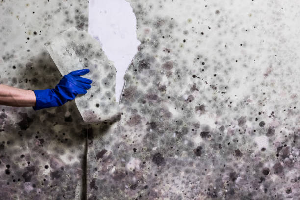Best Post-Flood Mold Remediation in Fairview, CA