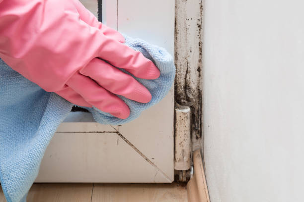 Best Post-Remediation Services in Fairview, CA